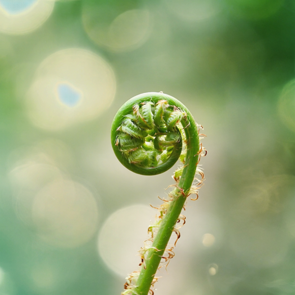 Square-fiddlehead-vecteezy_fern-fiddlehead-vibrant-green-unfurling-against-bokeh_70311772-reverse