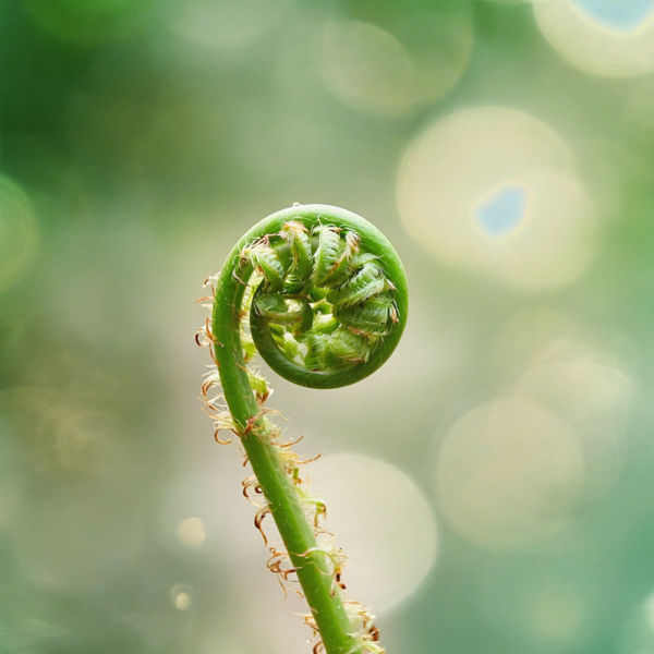 Square-fiddlehead-vecteezy_fern-fiddlehead-vibrant-green-unfurling-against-bokeh_70311772