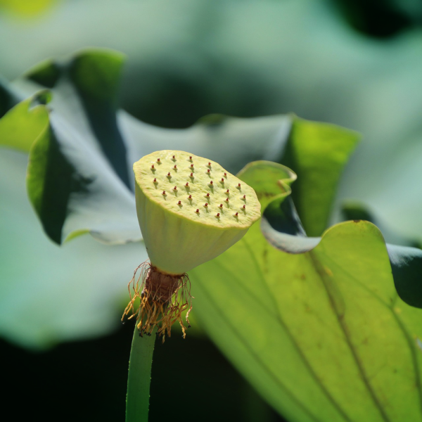 Square-lancier-lotus-6525319_1920
