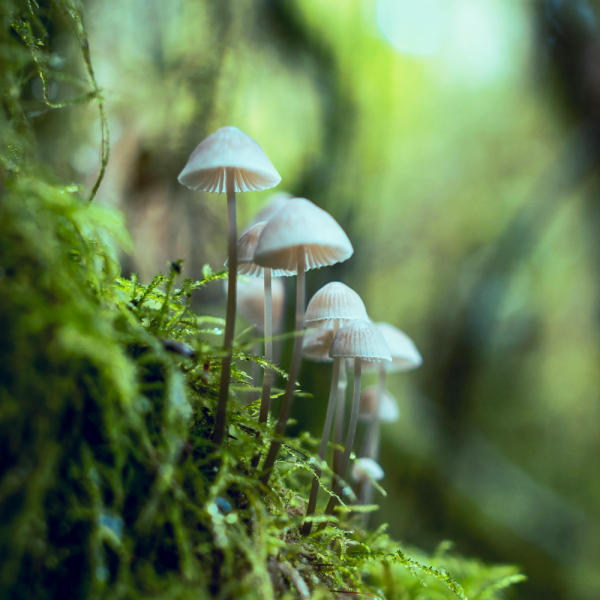 Square-mushrooms-pexels-gochrisgoxyz-1643422