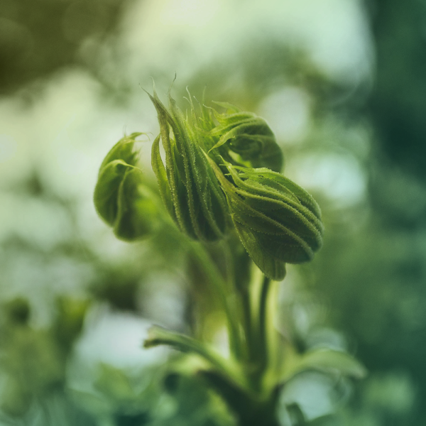 Square-nature-plant-pexels-brett-sayles-1029044